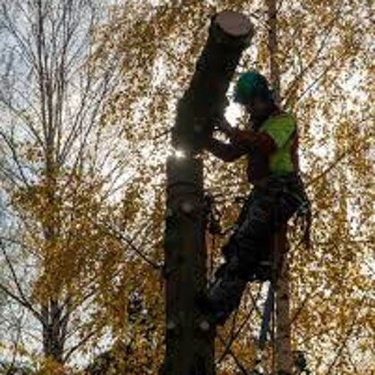 TREE CLIMBERS