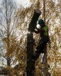 TREE CLIMBERS